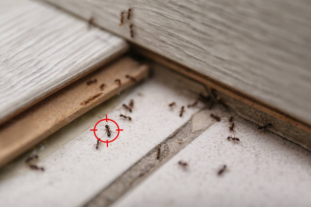 Best Pest Control Near Me  in Pinetop Country Clu, AZ