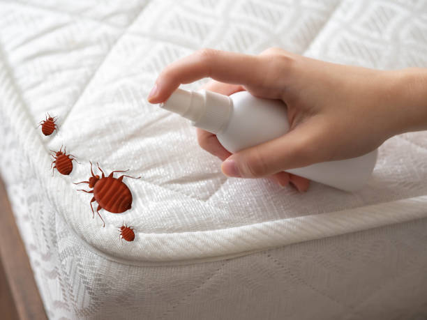 Best Best Pest Control Companies  in Pinetop Country Clu, AZ