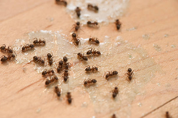 Best Affordable Pest Control Services  in Pinetop Country Clu, AZ