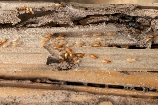 Best Local Pest Control Services  in Pinetop Country Clu, AZ