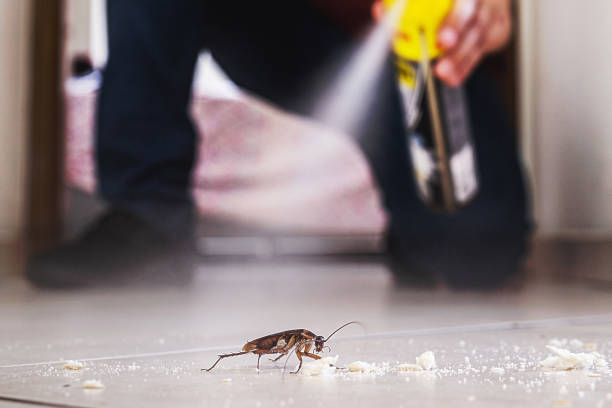 Best Exterminator Services  in Pinetop Country Clu, AZ