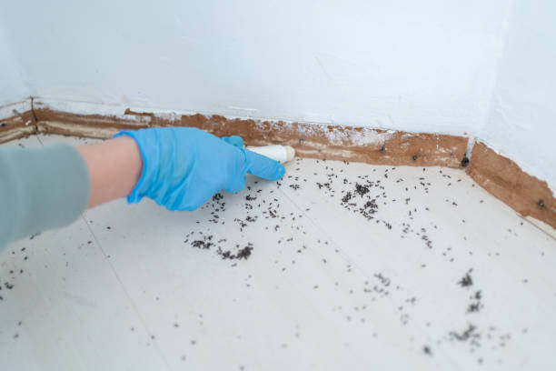 Best Flea Control Services  in Pinetop Country Clu, AZ